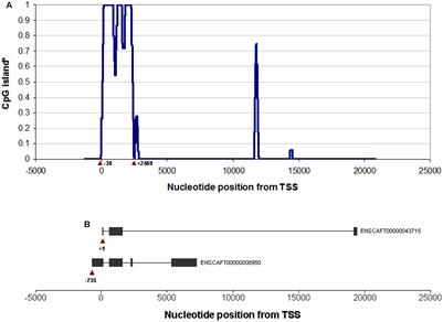 Social Behavior of Pet Dogs Is Associated with Peripheral OXTR Methylation